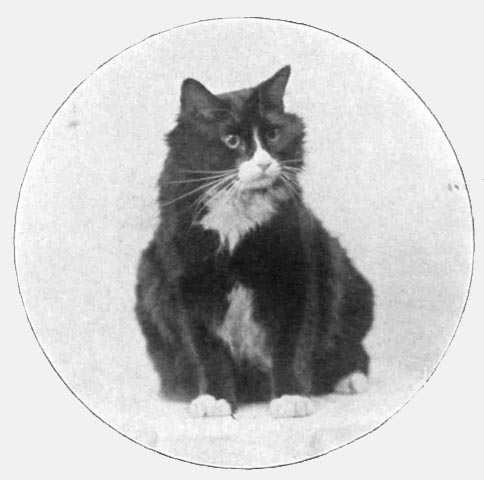 Mascot Phosphorus the cat, 1919